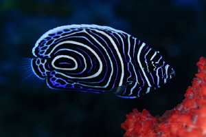 ~ Electric Blue ~ by Geo Cloete 
